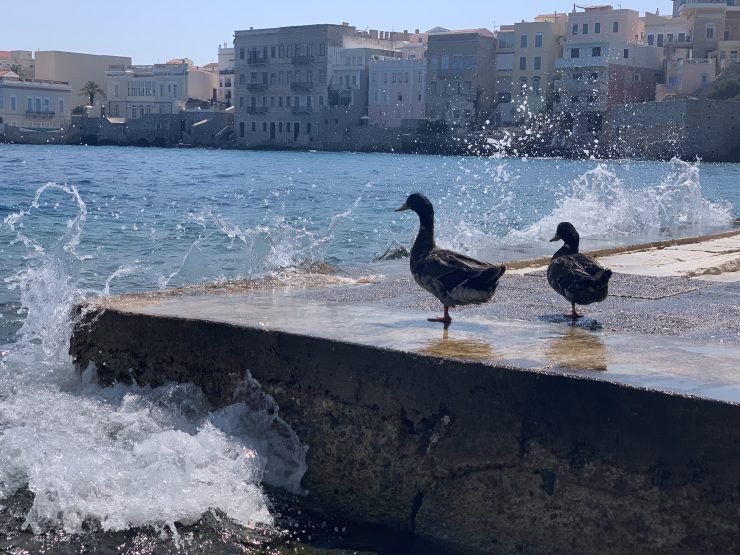 Ducks near the sea