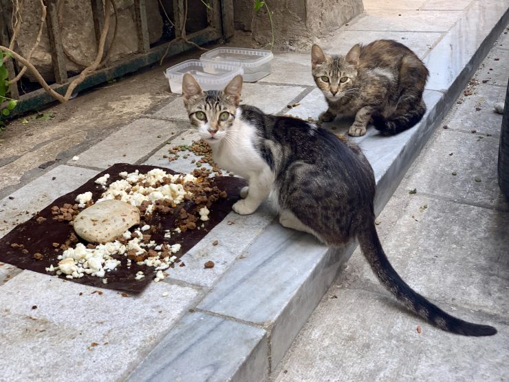 Cats eating